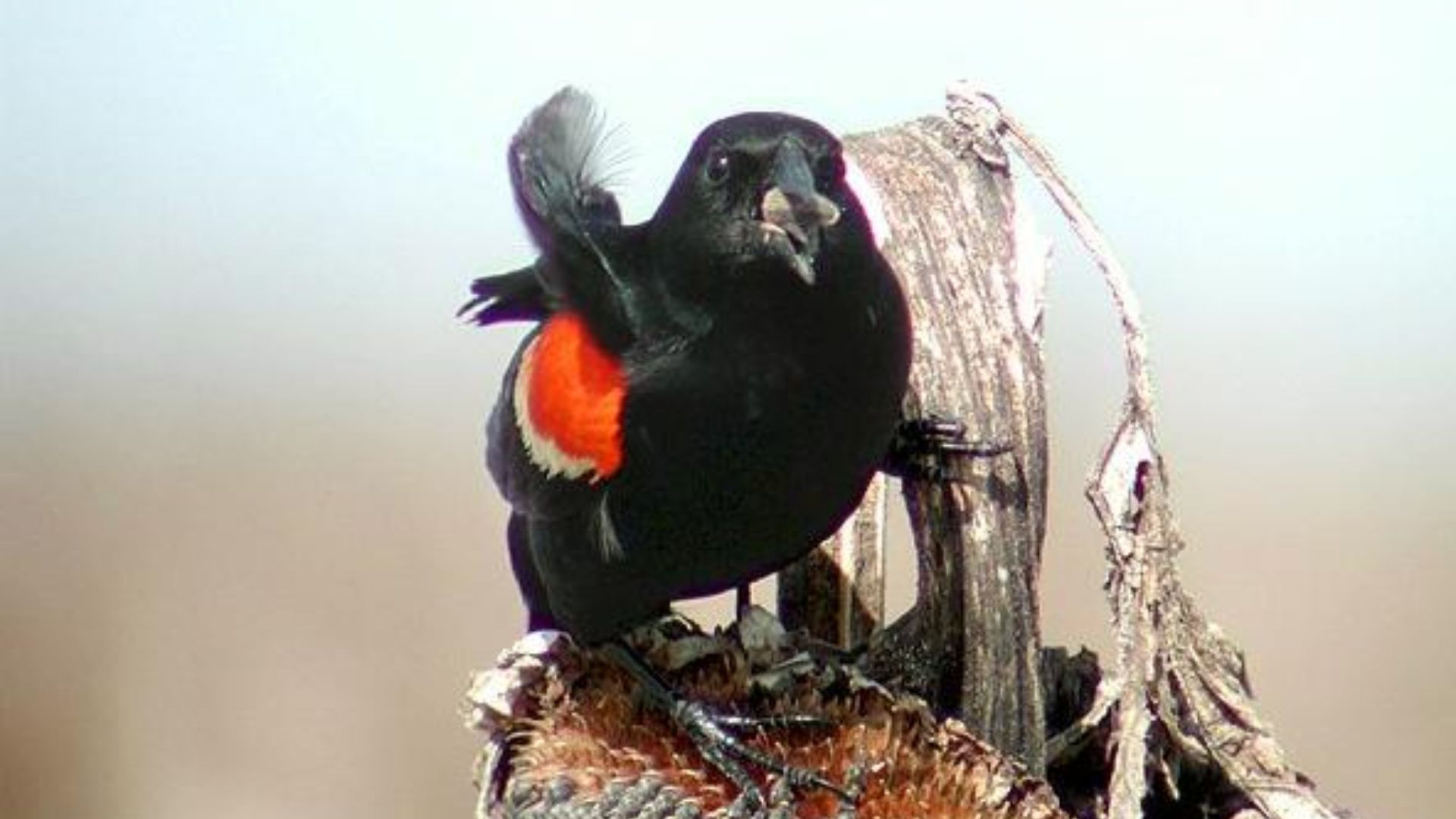 Blackbird, Red-winged (FIRST Sighted)
